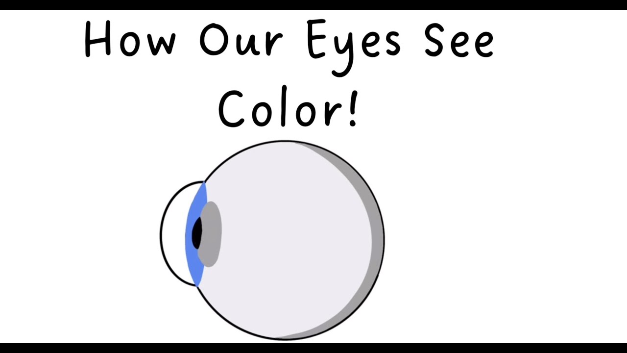 How Our Eyes See Color - Science Ambassador Scholarship Submission ...