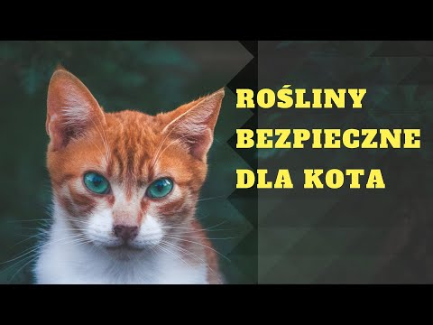 Wideo: Jakie Kwiaty I Rośliny Są Bezpieczne Dla Kotów?