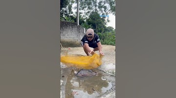 Cá Lớn - dùng lưới bắt Cá Rô Phi Khủng mắc cạn 😱 #khacthuyvlogg