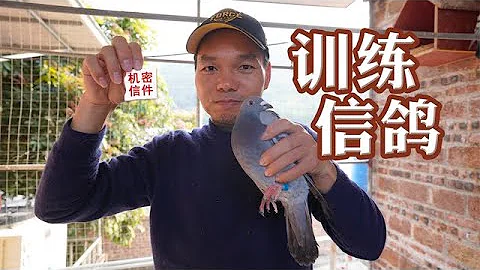 信鴿首次放飛，11公里飛鴿傳書任務，能否帶着使命回來？【農場鱷魚哥】 - 天天要聞