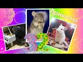 Лучшие приколы про ШИНШИЛЛ! Смешные ШИНШИЛЛЫ! Funny chinchillas❤#32