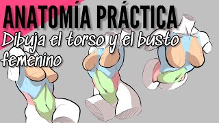 Anatomia humana / cómo dibujar el torso y el busto femenino / tutorial de dibujo / female drawing