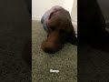 Dog gets booped