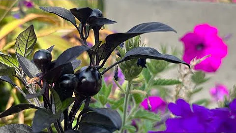 July 31 & Aug 1- Lions Gate Portal is Open for Collective Awakening with the Aquarius Full Moon✨💛