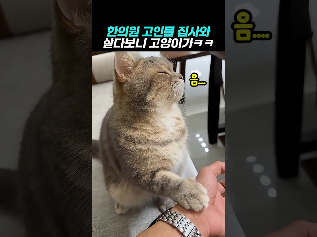한의원 고인물 집사랑 살더니 고양이가 ㅋ
