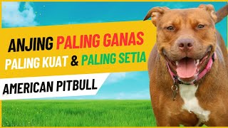 Mengenal Karakteristik American Pitbull : Anjing Paling Ganas, Terkuat Sekaligus Paling Setia by Anjing Peliharaan 184 views 5 months ago 7 minutes, 7 seconds