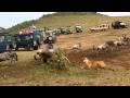 Hungry lions attack the wildebeest between touring cars in Kruger National Park in South Africa