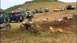 Lion ambush at wildebeest crossing