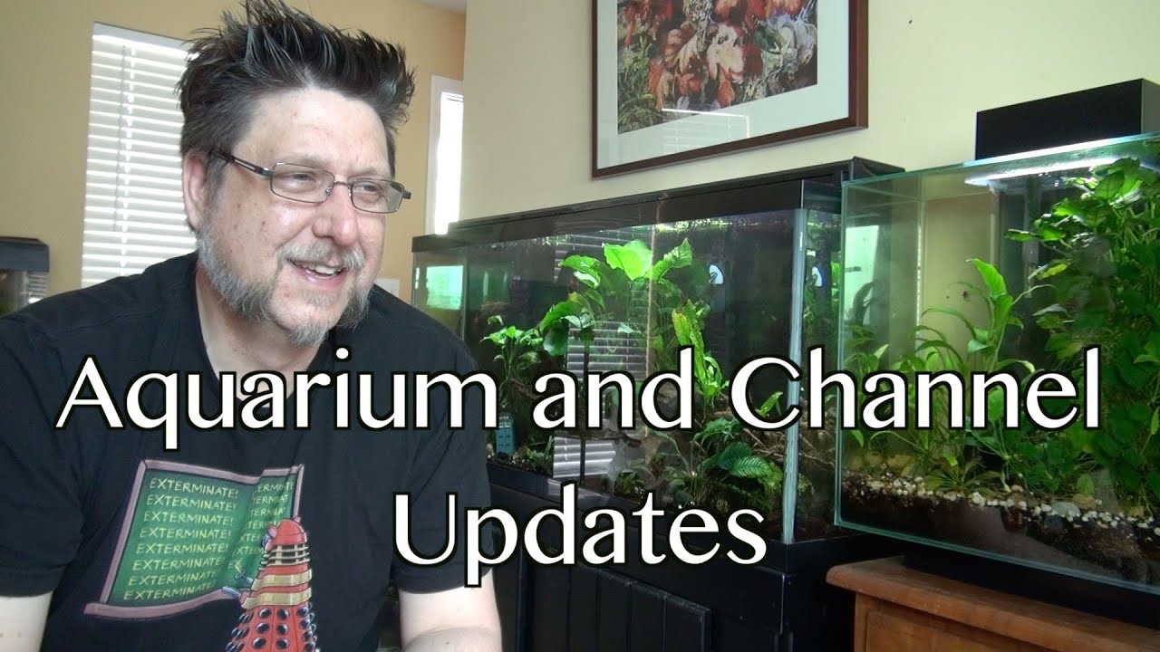 Aquarium and Channel Update YouTube