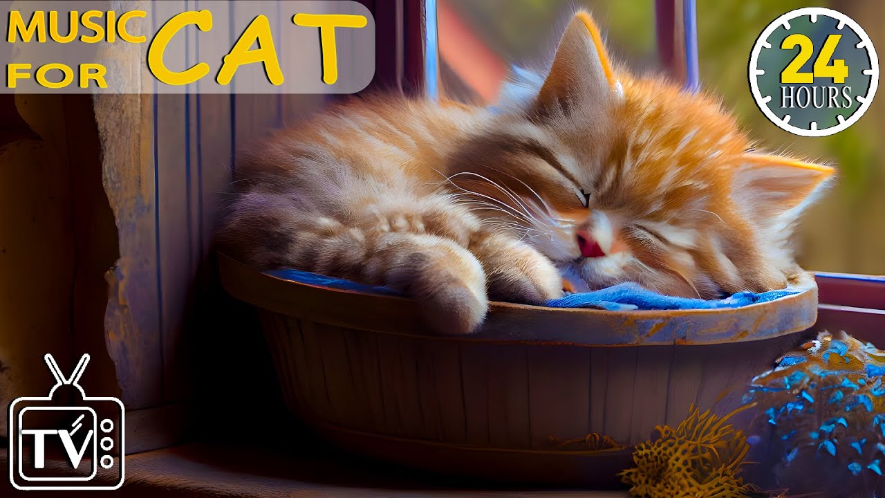 A closer look at Calming Music For Cats With Separation Anxiety And Stress In Cars