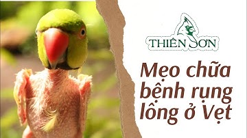 Mẹo chữa bệnh rụng lông ở Vẹt