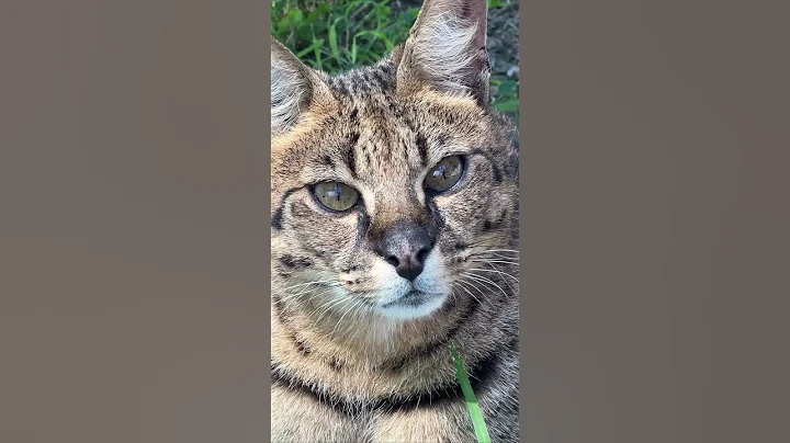 Video 10390231: savannah cat serval, savannah's live