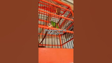 suara burung cucak ijo Kuningan gacor #suaraburung #cucakijo #video #burung
