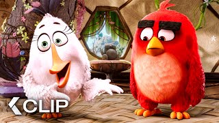 Red Y Sus Nuevos Amigos Del Curso Antiagresión - Angry Birds La Película Clip 2016