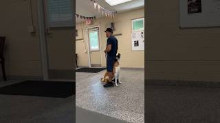 Service dog watch my six task "Legs"🐶🐾🇺🇸🪖 #shorts #short #viral #dog #dogs #doglife #servicedog