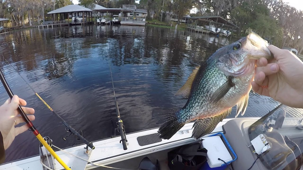 Huge Crappie - Florida River Fishing - YouTube