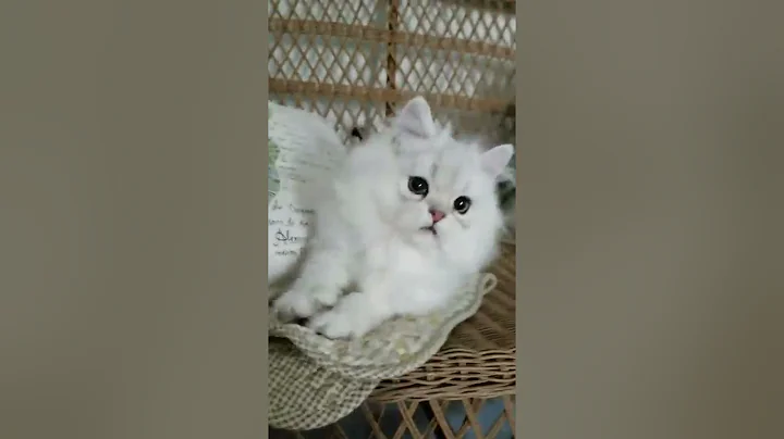 Watch the video about Doll Face Persian Kittens - Kitty Playing - Dollfacepersiankittens.com