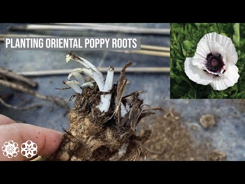 Video: Perennial Poppy