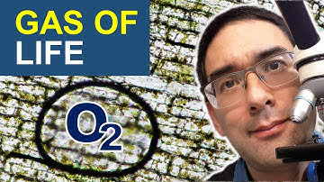 Chloroplasts move under the Microscope