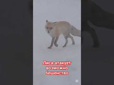 Странное поведение лисы, собаку нужно лечить. #казахстан #животные #астана