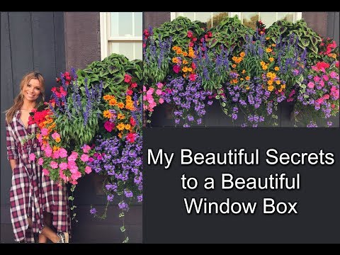 My Beautiful Secrets to a Beautiful Window Box | Container Gardening