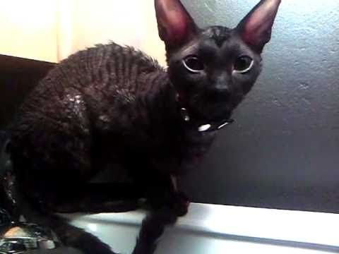 Cornish Rex McQueen and Jeffrey Sebelia