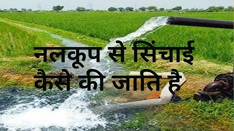 IRRIGATION( सिंचाई)||CHECK basin (क्यारी विधि)|| Natural Video || Meditation music || crop irrigated