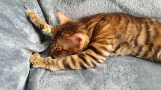 Rory the Toyger - sleepy and content by ToygerJoy 2,319 views 3 years ago 1 minute, 1 second