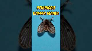 Lalat Kamar Mandi: Kecil, Tapi Menjijikkan! 😰🤢🪱🐛 #shorts #foryou #animals #drainfly #fly