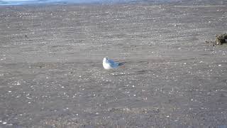 Sternula Superciliaris Vieillot, 1819 Yellow-Billed Tern