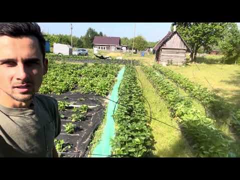 Как растёт клубника