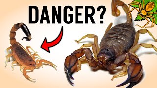 Are Small Scorpions REALLY More DEADLY?