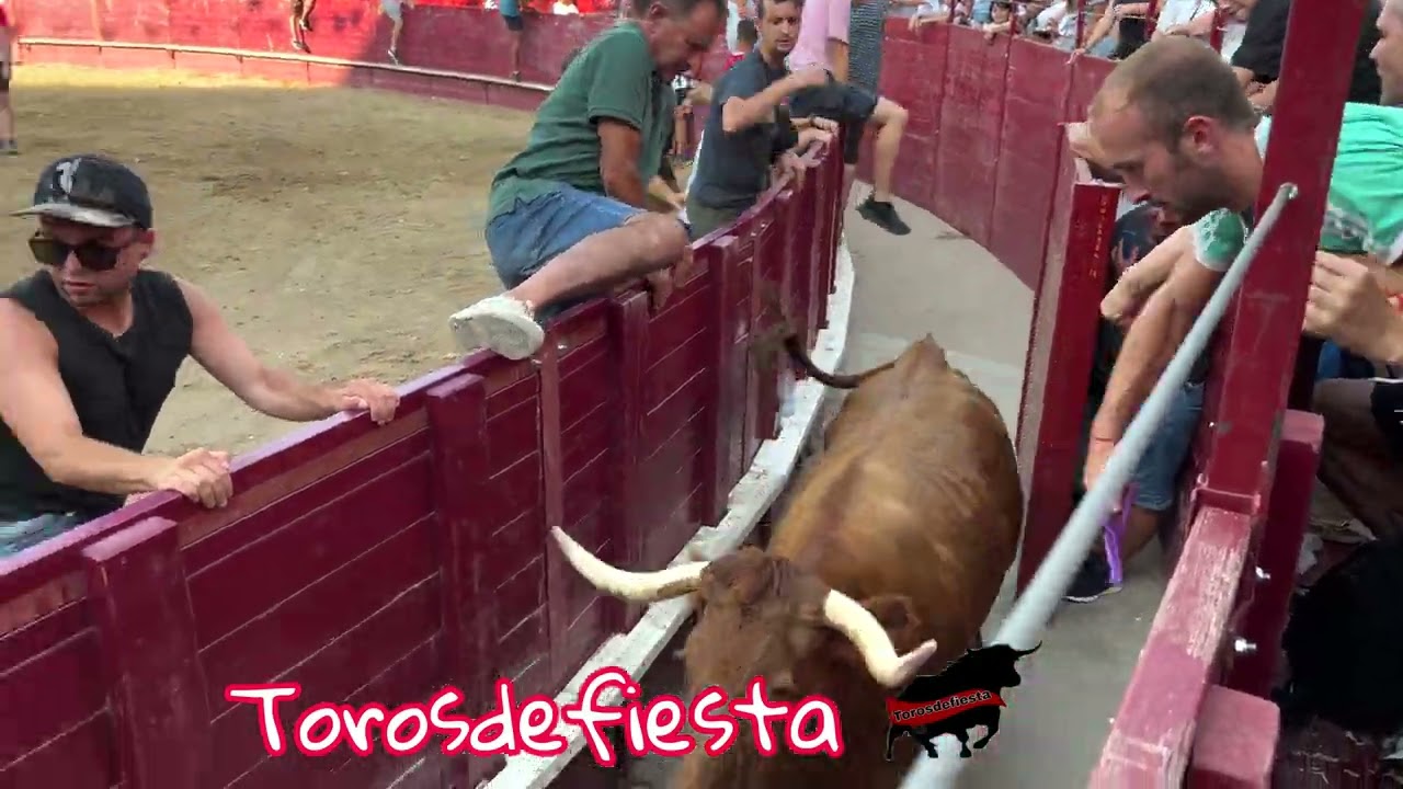 Ganadería Arriazu en Arguedas plaza tarde