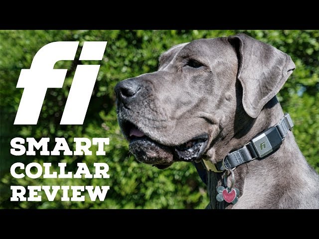 CHANEL  Fi Smart Dog Collar