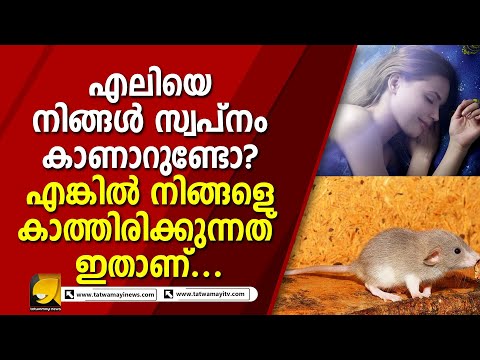 എലിയെ നിങ്ങൾ സ്വപ്നം കാണാറുണ്ടോ? എങ്കിൽ നിങ്ങളെ കാത്തിരിക്കുന്നത് ഇതാണ്...  | DREAM