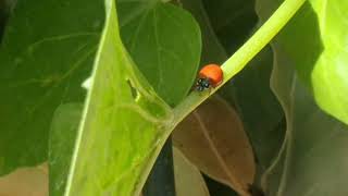 Spotless #ladybugs...