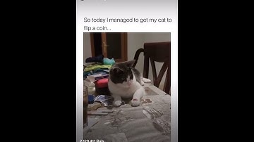Cat magic trick