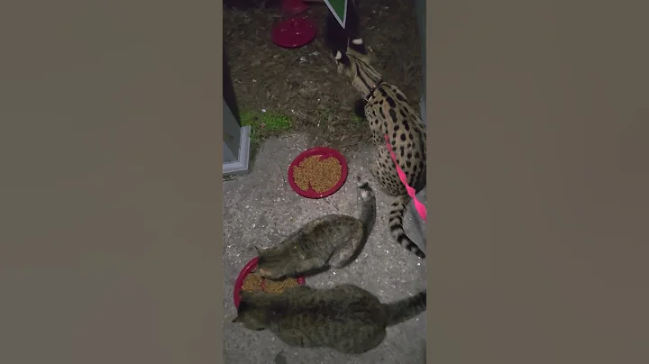 Video 7734561: cat servals kitten animals