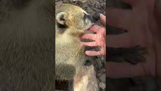 Coati cuddles with Lola!! They’re cute, but do NOT make good pets! #coati #cuteanimals