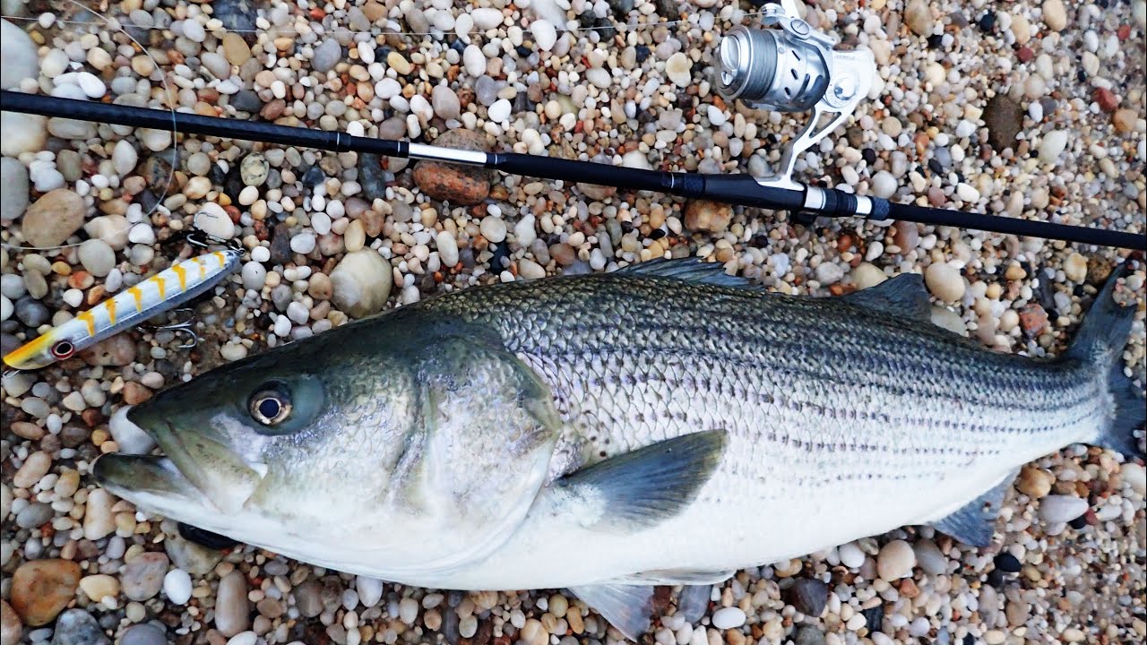 john skinner tsunami rod Dark Matter Jig & Bounce Spinning Rods DMSJB62MLS The second is a terrific all around jigging rod Tsunami Shield II Spinning Reels