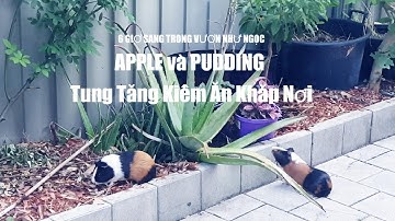 Nuôi Chuột Lang Thả Rong Trong Vườn | Chuột Ú | Guinea Pigs