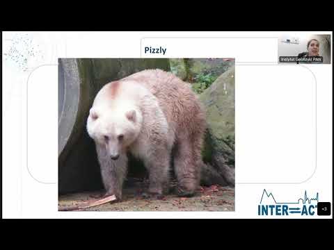 INTERACT Polar bear