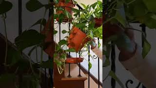 RailScapes™️ Plant Hanger from PlantTraps.com #houseplants #houseplant #plants #balconygarden
