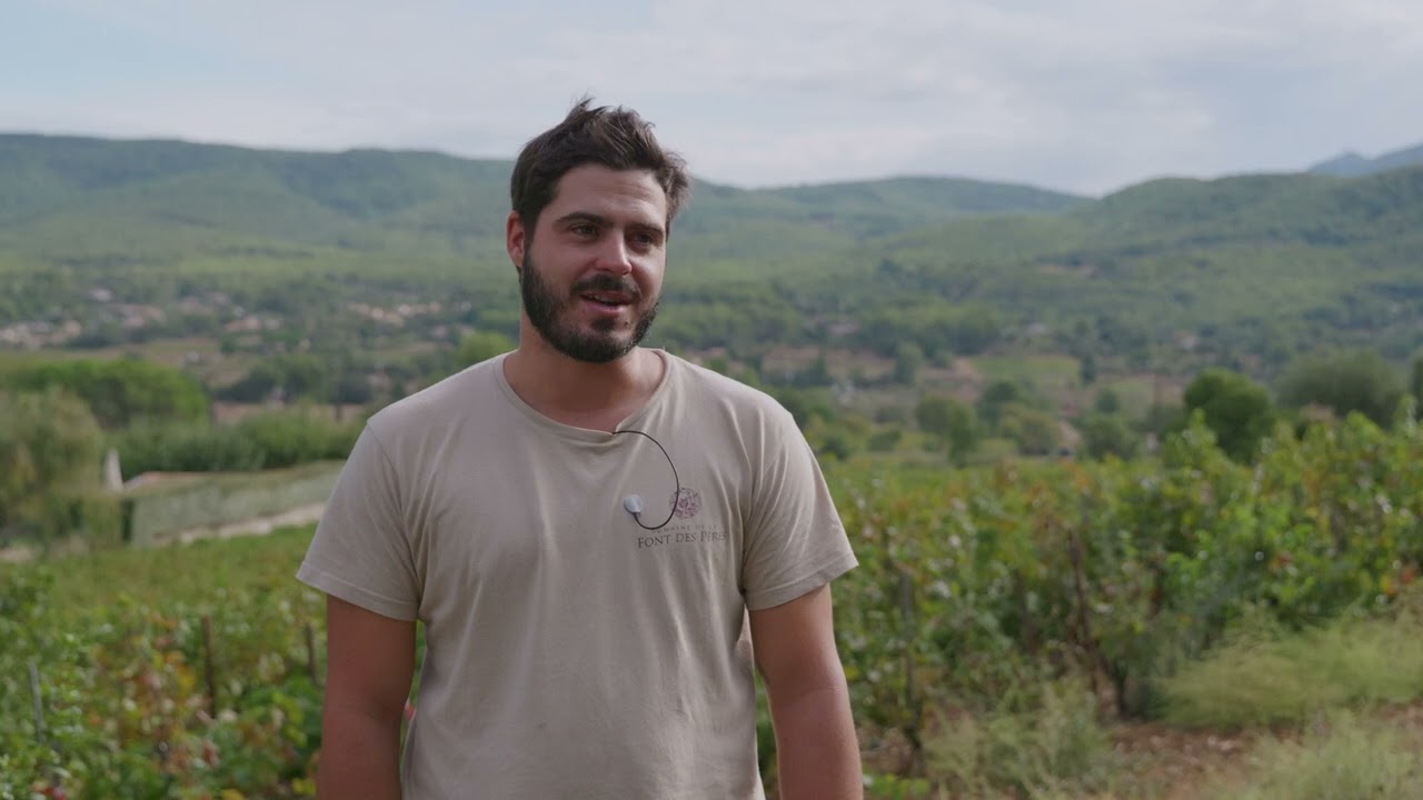 Mourvèdre gris et blanc, 2 nouveaux cépages pour adapter nos vignobles au dérèglement climatique