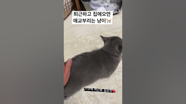 애교부리는 개냥이  #최늘보 #고양이 #러시안블루 #개냥이 #길냥이 #고양이언어#고양이산책 #개냥이애교 #개냥이레전드