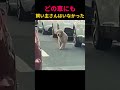 どの車にも飼い主さんはいなかった