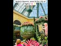 "Vegas blooms beyond the neon."🌺#trending#moreviews#travel  #loopingartist #loopingkillers