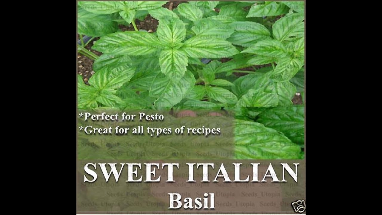 Sweet italian large leaf basil seed robust flavor seeds on www