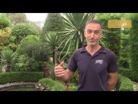 პაატა გოგელიას \"მწვანე სამყარო\"