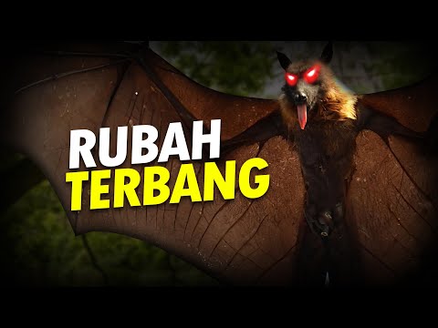 Video: Apakah rubah terbang adalah kelelawar?